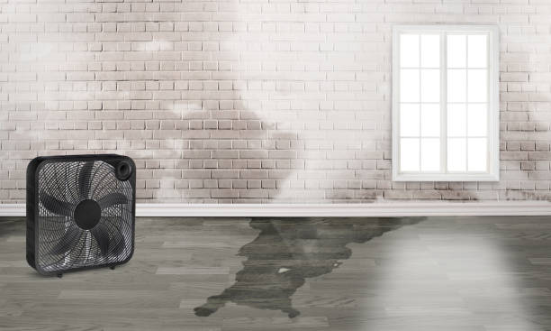 Best Water damage contractors near me  in Virginia Gardens, FL